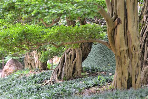 木 代表種|人気の植木・庭木の種類 